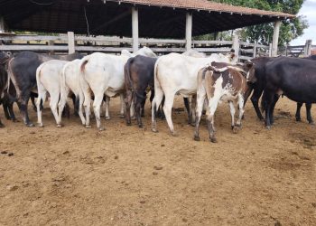 Polícia Civil recupera cabeças de gado e prende gerente de fazenda em Mucurici