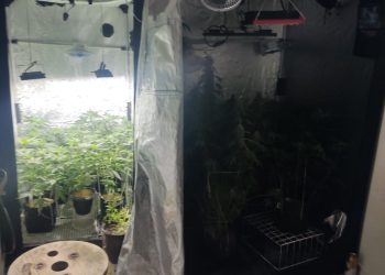 ROMU desarticula laboratório de maconha em Vila Velha