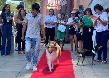 Quatro cachorrinhos adotados no dia mundial dos animais na ales