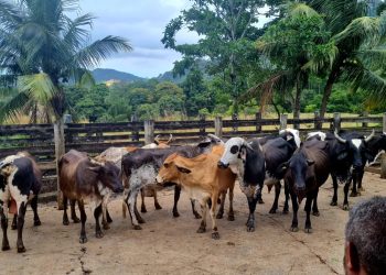 Polícia Civil recupera gado furtado de área rural em Pinheiros