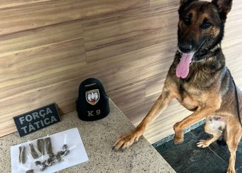 Apreensão entorpecentes: de maconha e crack