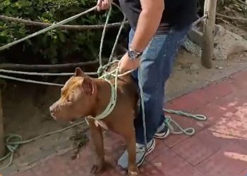 “A culpa nunca é do animal”. Deputada Janete de Sá faz alerta sobre punição para tutores em casos de ataques de cães.