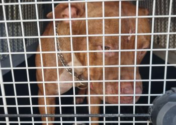 CENAS FORTES: Pitbull ataca e mata cadelinha em Cariacica