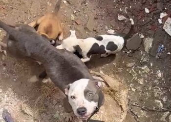CPI descobre tutor de pitbull que matou cadela na rua em Cariacica