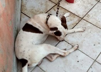 CPI resgata cachorro em condições insalubres em casa na Serra