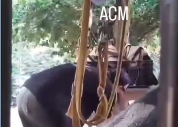 Imagens fortes: Homem espanca cachorro com chicote em Muqui