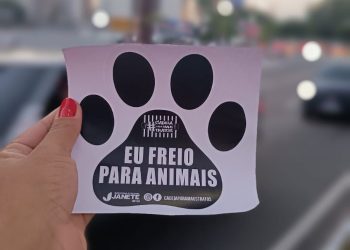 ALERTA: A cada segundo, 15 animais morrem atropelados no Brasil
