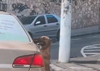 CPI BUSCA TUTOR QUE ABANDONOU CACHORRO NO CENTRO DE VITÓRIA