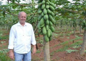 ESPECIAL PINHEIROS MAMÃO: FRUTA DESPONTA COMO ALTERNATIVA PARA DIVERSIFICAÇÃO DE CULTURA E RENDA