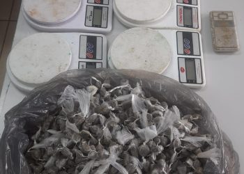 PM apreende 1.800 buchas de maconha em Cariacica
