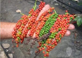 PINHEIROS SE DESTACA COMO GRANDE PRODUTOR DE PIMENTA-DO-REINO