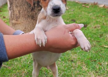 Neste sábado tem feira de adoção de Animais em Colatina