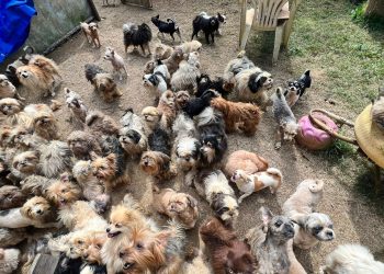 CPI dos Maus-tratos Contra Animais acompanha denúncia em canil em Viana