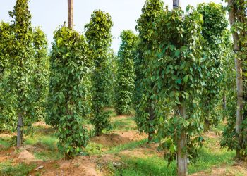 Comissão de Agricultura debate os desafios na produção de pimenta-do-reino