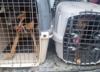 Dois cães são recolhidos, após denúncia de maus-tratos, em Cariacica