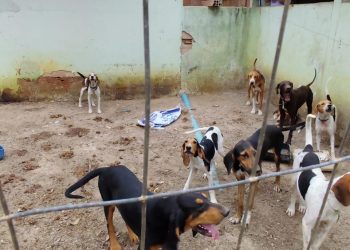 Denúncia de maus-tratos contra cães em Boa Esperança