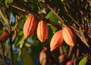 Nova rota turística convida a conhecer e experimentar o que de melhor é produzido com o cacau