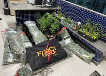 PM apreende 300 pés de maconha em Vila Velha