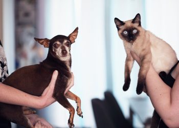 Prefeitura realiza campanha de castração para cães e gatos em Jaguaré