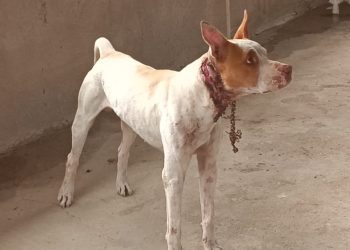 CPI Contra os Maus-tratos de Animais atende denúncia no Bairro Aparecida, em Cariacica
