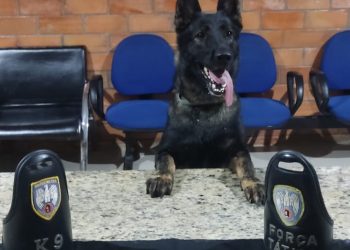FORÇA TÁTICA E K9 APREENDEM MAIS DE 1,4 KG DE MACONHA EM BARRA DE SÃO FRANCISCO
