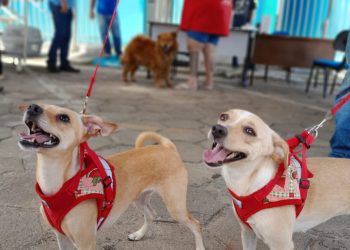 Prefeitura de Pinheiros supera expectativa e castra mais de 200 animais em campanha gratuita