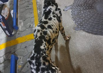 Polícia prende homem em flagrante por maus-tratos a um cachorro em Vitória
