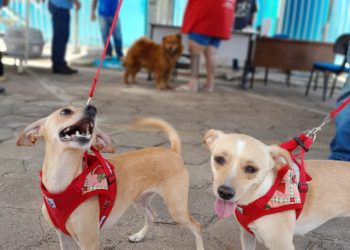 Prefeitura de Pinheiros inicia campanha de castração gratuita para cães e gatos