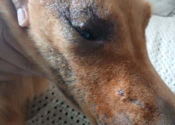 Operação conjunta resgata animal em condições de maus-tratos em Vila Velha