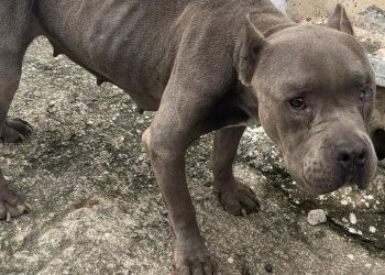 PCES e Prefeitura de Vila Velha prendem homem por maus-tratos a cão