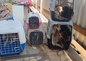 CPI deflagra situação de maus-tratos em Maruípe e família vivendo em situação análoga à escravidão
