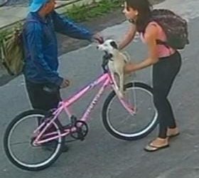 CACHORRO É ABANDONADO POR HOMEM E MULHER, NO MUNICÍPIO DA SERRA
