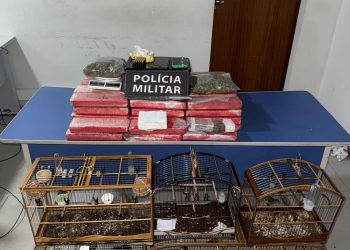 PM apreende 43 quilos de maconha, munições e aves silvestres em São Mateus