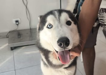 CPI Realiza Diligência para Resgatar Filhote de Husky Siberiano em Condições Precárias