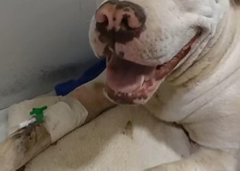 CPI apura caso de animal alvejado em Cariacica e promete responsabilização