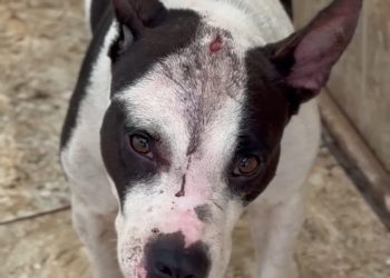 PCES e Guarda resgatam cachorra após sofrer lesões em VitóriaA ação foi realizada após uma denúncia de maus-tratos.