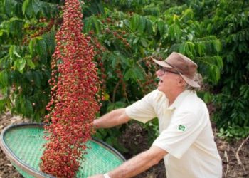 Visitantes da Feira Internacional do Café Conilon vão fazer imersão por fazenda centenária de cafés premiados