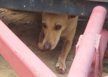 CPI de Maus-Tratos identifica condutor que atropelou cadela e negou socorro em Cariacica