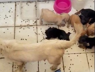 PCES e Guarda Municipal de Vila Velha prendem mulher em flagrante por maus-tratos a cães