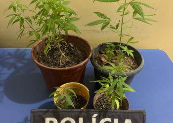 11º BPM APREENDE PÉS DE MACONHA DURANTE PATRULHAMENTO EM ECOPORANGA