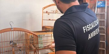 Ação identifica irregularidades e resgata aves silvestres em Vila Velha