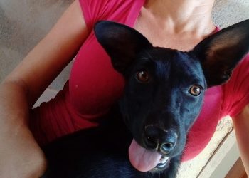 Caso Pretinha reforça importância de lei de Janete de Sá para proteção de cães comunitários