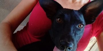 Caso Pretinha reforça importância de lei de Janete de Sá para proteção de cães comunitários