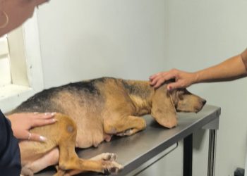 Maio Amarelo: campanha alerta para o alto índice de atropelamentos de animais no BrasilCom o tema “No trânsito, enxergar o outro é salvar vidas”, a deputada Janete de Sá reforça a urgência da proteção à fauna após o resgate na BR-101