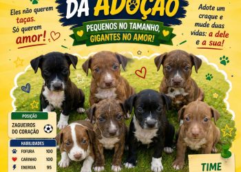 Diretamente de Marataízes para o maior campeonato do amor: cachorrinhos resgatados aguardam um lar
