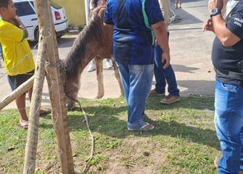 Operação conjunta da CPI de Maus-tratos aos Animais e a Polícia Civil resgata cavalo em situação de magreza extrema em Guarapari