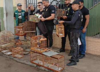 Operação conjunta apreende 22 aves durante ação contra comércio ilegal de animais silvestres em Vila Velha