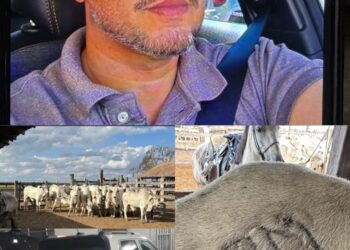 JUSTIÇA MANTÉM PRISÃO PREVENTIVA DO INVESTIGADO PELO FURTO DE GADO EM MONTANHA/ES JUSTIÇA MANTÉM PRISÃO PREVENTIVA DO INVESTIGADO PELO FURTO DE GADO EM MONTANHA/ES