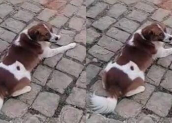 CPI de Maus-tratos aos Animais realiza oitiva em Cachoeiro de Itapemirim para apurar morte do cão Zeus por um policial do RJ