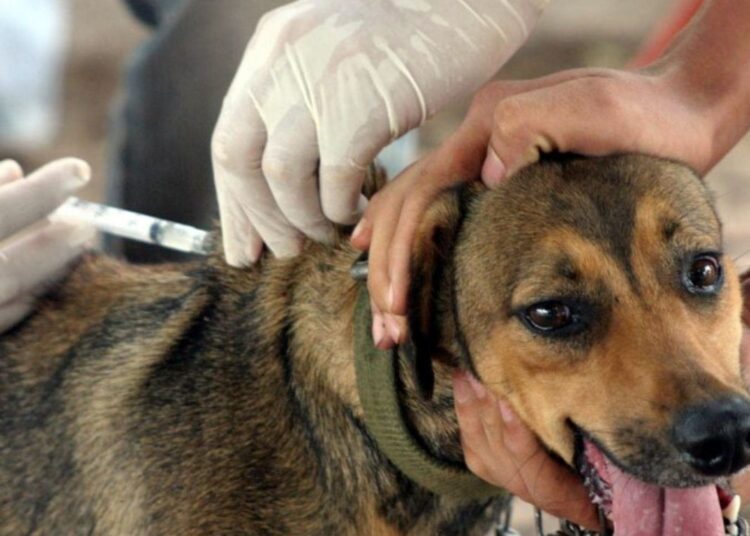 Campanha de vacinação antirrábica de cães e gatos tem início em julho no Espírito Santo e Dia D será em 17 de outubro